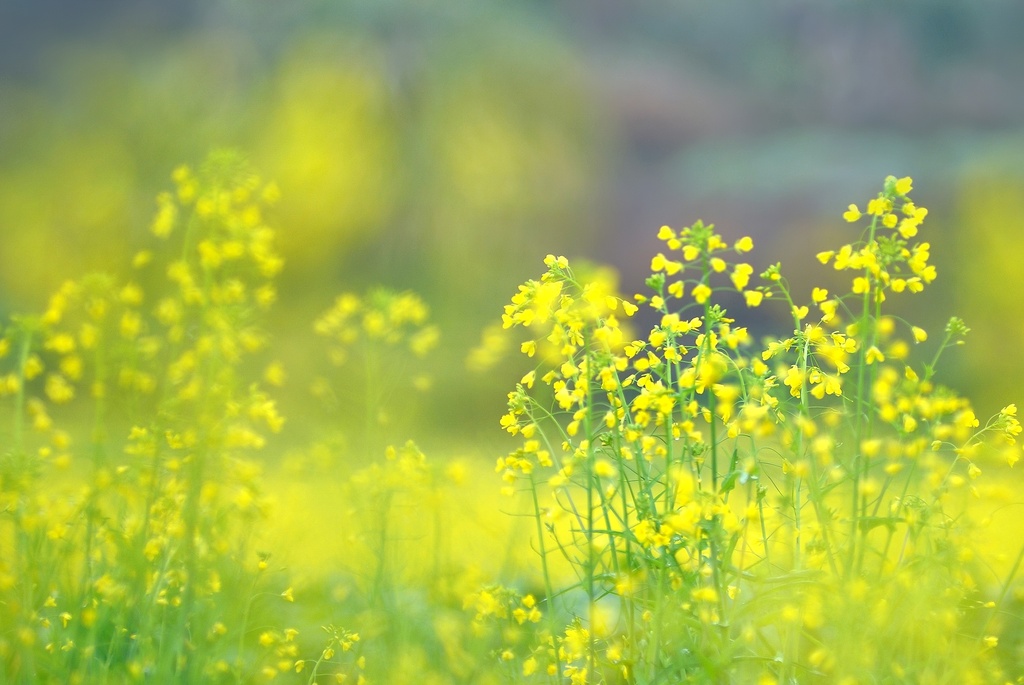 菜籽粕期价跌幅超4% 预计3月菜籽进口量增加
