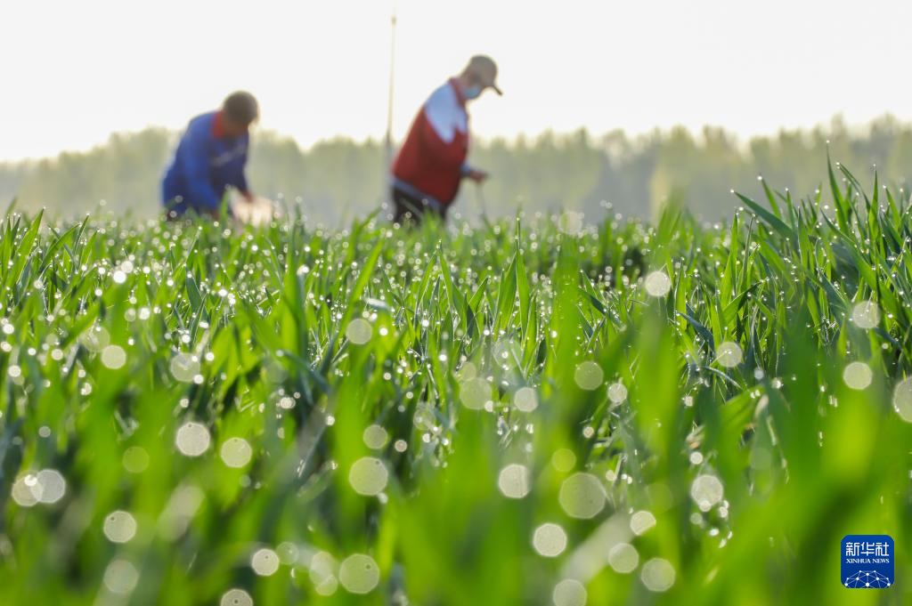谷雨将至 大地春忙