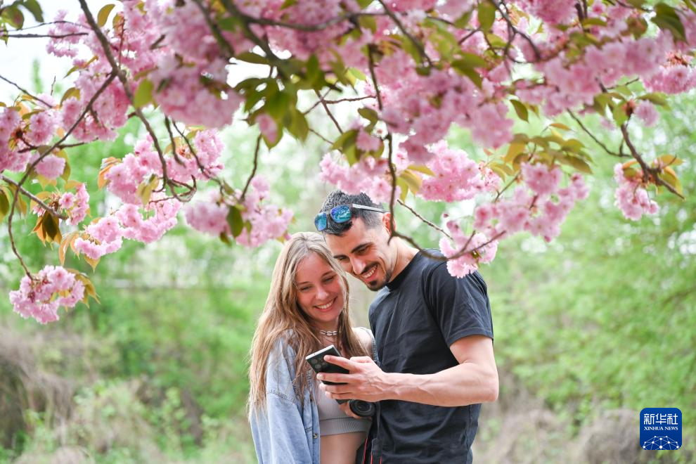 柏林：樱花盛放