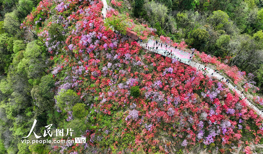 安徽岳西:杜鹃花开迎客来