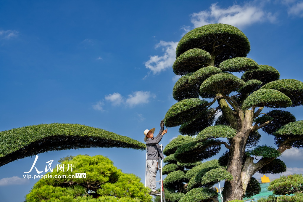浙江金华：盆景整形 绿色富民