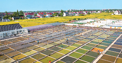 观赏鱼,百亿产业咋“养”成?