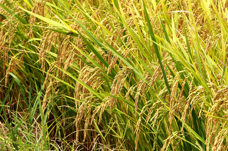 柳江区：盛夏时节早稻黄 田间地头丰收忙