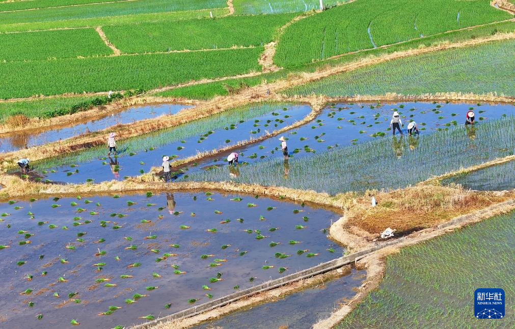 大暑农忙保丰收