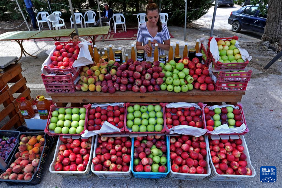 黎巴嫩：苹果收获节