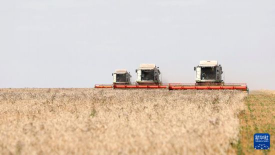 哈萨克斯坦：小麦迎丰收