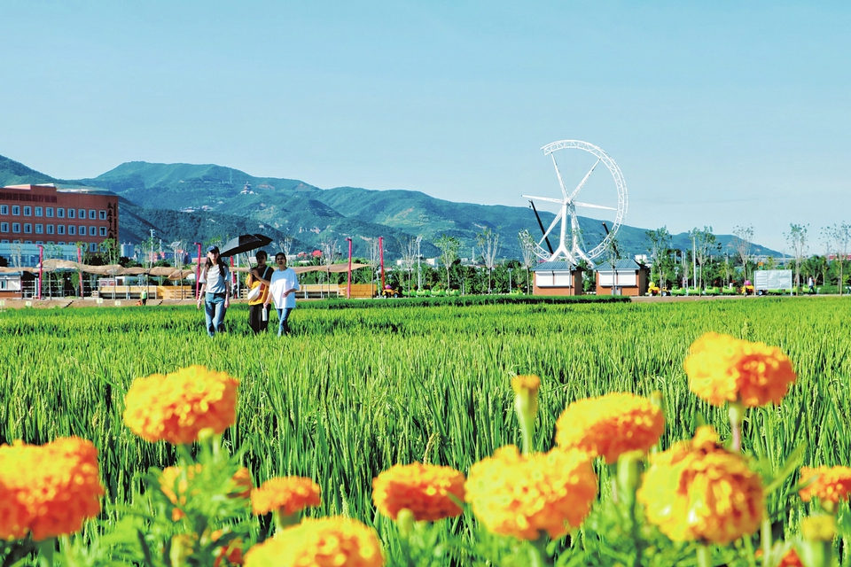 稻田美景游人醉