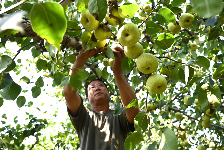 秋意渐浓梨飘香 河南宁陵22万亩酥梨开始采收