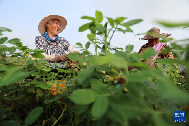 立秋农事正当忙 (1/23)