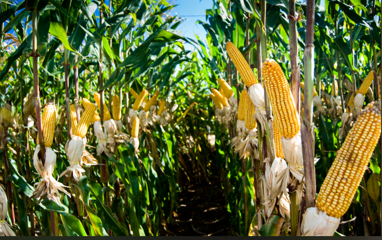 A企业靠期货套保操作破困局