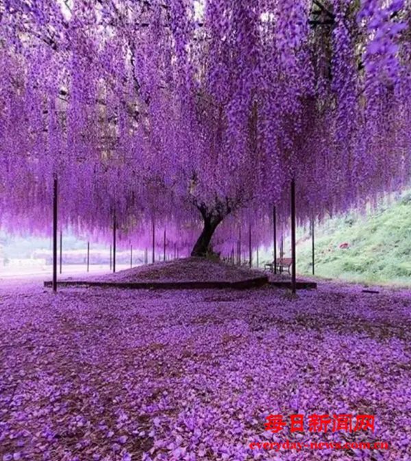 仁言任语: 紫藤园,我未忘你