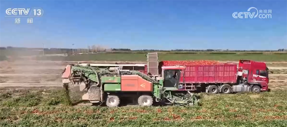 “订单种植+机械化采收”模式保障销路、提升效率 助农增收“钱”景好