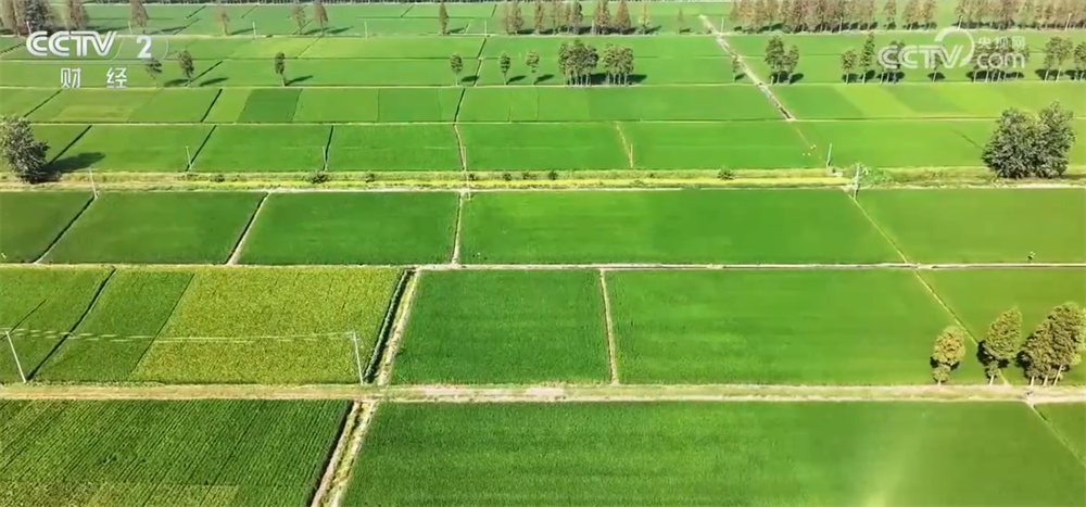 “一喷多促”、实地查看“开”方案……“握指成拳”护航秋粮产量形成关键期